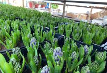 În serele de la Beharca, florile de sezon sunt pregătite pentru livrare: ciclamen, garofițe, primule și zambile!