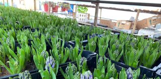 În serele de la Beharca, florile de sezon sunt pregătite pentru livrare: ciclamen, garofițe, primule și zambile!