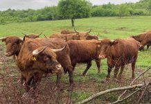 Dr. ortoped Florin Poenaru – pasionat de zootehnie. Povestea fermei sale de văcuțe Highland, bivolițe și cai de rasă