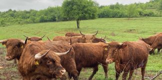 Dr. ortoped Florin Poenaru – pasionat de zootehnie. Povestea fermei sale de văcuțe Highland, bivolițe și cai de rasă