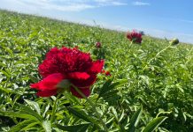 Bujorii din inima Olteniei ajung în toată lumea