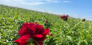 Bujorii din inima Olteniei ajung în toată lumea