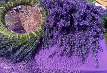 Se dă startul ședințelor foto în lanul de lavandă al familiei Virtineanu din localitatea Câmpeni, com. Pielești, județul Dolj!