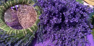 Se dă startul ședințelor foto în lanul de lavandă al familiei Virtineanu din localitatea Câmpeni, com. Pielești, județul Dolj!