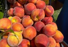 A început recoltatul piersicilor în ferma pomicolă Ghidici, Dolj!