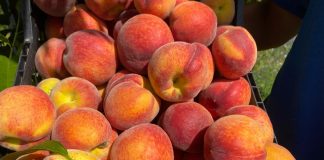 A început recoltatul piersicilor în ferma pomicolă Ghidici, Dolj!
