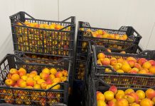 A început recoltatul caiselor în Ferma Bio Cetate