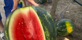 Recoltatul pepenilor verzi de Dăbuleni, în toi: Redescoperă gustul copilăriei!