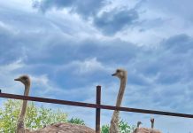 Afacere de nota 10 pusă pe picioare de tânărul fermier Cosmin Dobrescu din comuna Vârtop, județul Dolj. Acesta este proprietarul Fermei de Struți- Dolj