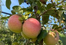 A început culesul merelor în Livada Bio Cetate- Dolj