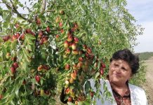 Ziua pomiculturii la SCDCPN Dăbuleni a fost dedicată Jujubelor de Dăbuleni