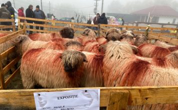 Astazi a avut loc cea de-a 11-a ediție a Expoziției de Ovine și Caprine- Segarcea 2024