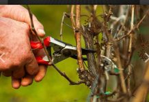 Sfântul Trifon, protector al viilor și livezilor