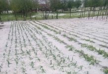 Ploile torenţiale şi grindina de mari dimensiuni care au lovit mai multe localităţi din judeţele Dolj şi Mehedinţi au provocat daune uriaşe. Agricultorii spun că unica salvare pentru ei era sistemul antigrindină dacă acesta funcţiona. În prezent, programul antigrindină din România este oprit.