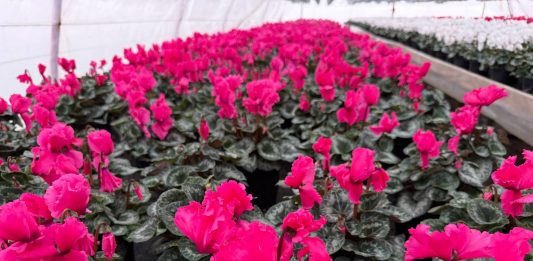 Spectacol floral în serele de flori Beharca