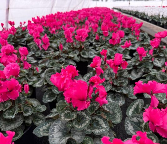 Spectacol floral în serele de flori Beharca